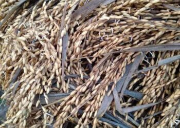 वर्षाले भिजेका धानवालि बाेटमै उम्रन थाले