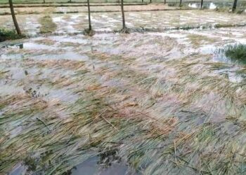 कैलाली लगायत देशका विभिन्न क्षेत्रमा वर्षाका कारण धान वालिमा क्षति