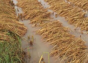 बेमौसमी पानीले धानवाली डुवानमा किसानहरु मर्कामा