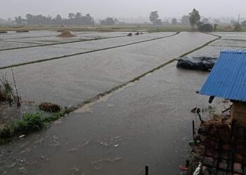 कैलाली लगायत देशका विभिन्न क्षेत्रमा वर्षाका कारण धान वालिमा क्षति