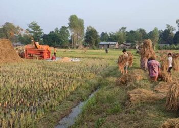 वर्षा र बाढिलेे भिजेका धानवालि भित्र्याउन कृषकलाई हताराे (भिडियो सहित)