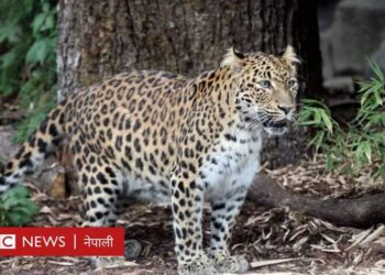 टीकापुरकाे श्रीलंकामा चितुवाले बाख्रा खायो