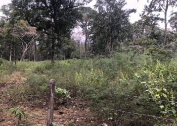पुन:उत्पादन हुँदै खयरसिसौ र साल प्रजाती