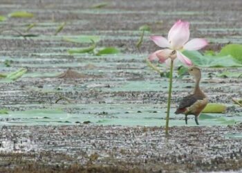सुखडमा ५० औ सिमसार दिवसमा विभिन्न कार्यक्रम गरिदै