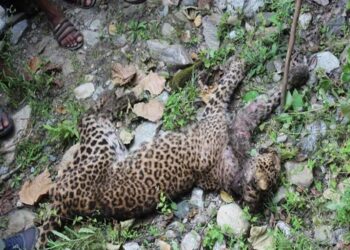 घाेडाघाेडि नगरपालिकामा पासोमा पारेर चितुवा मारियो