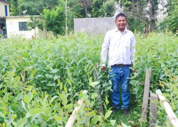 बिरुवा वितरण कार्य सुरु