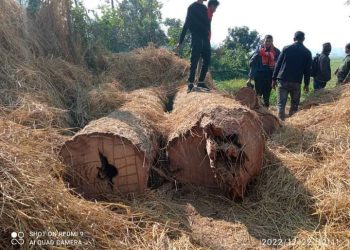 सालको २३ थान गोलिया ५ थान चिरान बरामद