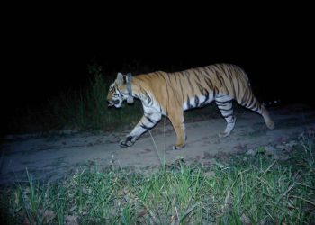 बसन्ता संरक्षित क्षेत्र अतिक्रमणको चपेटामा, बाघ आहार खोज्दै बस्तिमा