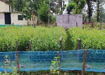 कैलालीमा ६ लाख २० हजार २५ बिरुवा उत्पादन