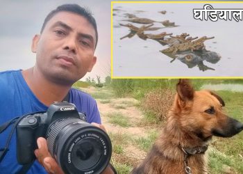 पथरैया नदीको दोभानमा घडियालले कोरल्यो बच्चा