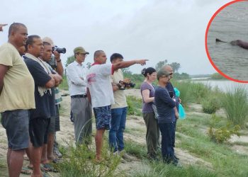 डल्फिन देखिन थाले मोहना ,पथरैया , काढाँ र कान्द्रा नदिमा