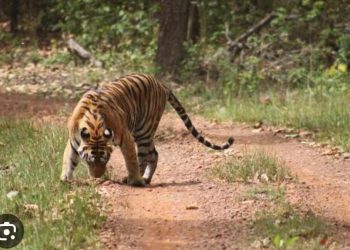 टीकापुरकी एक महिला बाघकाे आक्रमणबाट घाइते