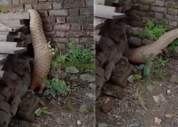 कैलालीको घोडाघोडीमा लोपोन्मुख सालक भेटियो
