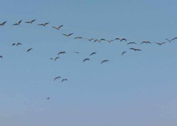 जाडो छल्न भारततिर बसाइँ सरिरहेका कर्‍याङकुरुङ सारस चरा