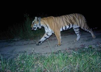बसन्ता संरक्षित क्षेत्रमा बाघको आवातजावत बढ्दै