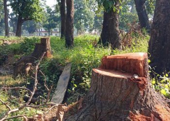 अलमलमा सामुदायिक वन ,कस्ले काट्यो सामुदायिक वन परिषर तीन वटा सालको रुख