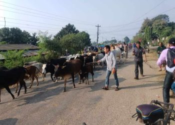 छाडा पशु चौपायालाई आज गौशालामा व्यवस्थापन गरिदै