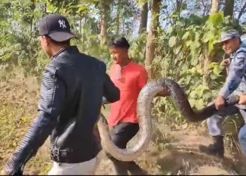 पुनर्बासमा अजिङ्गर फेला