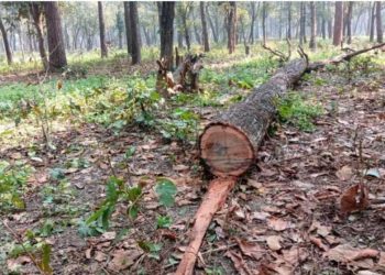 धनगढीको उर्मामा काठ चोरीको अभियोगमा सामुदायिक वनका सचिव पक्राउ