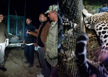 गोदावरीमा बदेललाई राखिएको पासोबाट चितुवा घाइते