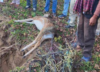 कैलालीमा विधुतिय पासोबाट वन्यजन्तुको चोरी सिकारी
