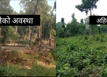 अतिक्रमण हटाएको आठ महिनामै वन हराभरा