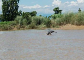 हिउँदमा पहिलो पटक डल्फिन देखा परे