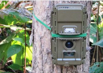 बाघ गणनाका लागि राखिएका क्यामरा चोरी तथा तोडफोड