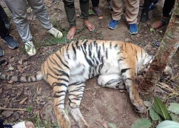 अमरावती बनमा राखिएको पासोबाट पाटे बाघ मृत फेला