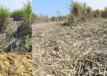 बच्चा सहितको हात्तीको बथान किसानको उखुबारी पस्दा बिगाहमा लगाएको उखु नोक्सान