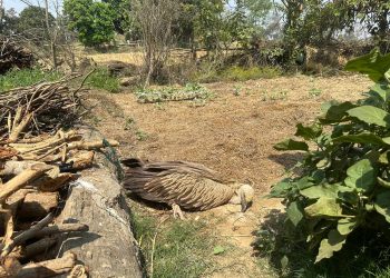 बिरामी रहेको गिद्दको उदार