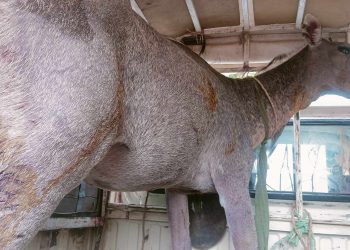 कुकुरको टोकाइबाट निलगाई घाइते