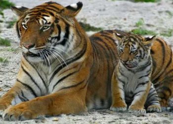 हरेक बर्ष जस्तै यो बर्ष पनि डमरु हुर्काउन बसन्ता बनमा पुग्यो पाटे बाघ