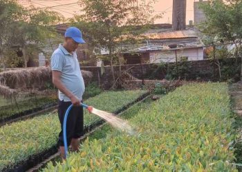 कैलालीमा ७ लाख ८२ हजार २५ बिरुवा उत्पादन