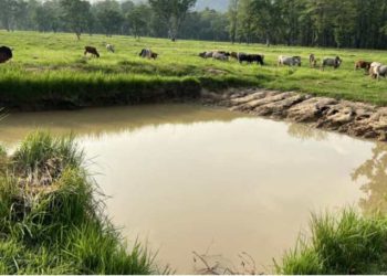 वन्यजन्तुका लागि जंगलमै पोखरी निर्माण