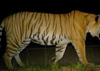 बाघको आक्रमण बाट एक महिला घाइते