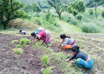 पहाडका किसान पाखो बारिमा कोदो रोप्दै