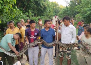 जोशिपुर गाउँमा अजिङ्गर फेला