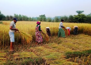 बाढीले गर्दा फेरिएको खेती प्रणालि