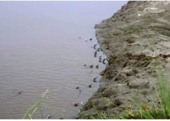 पथरिया र कर्णाली नदिमा घडियाल गोहीले बच्चा कोरले