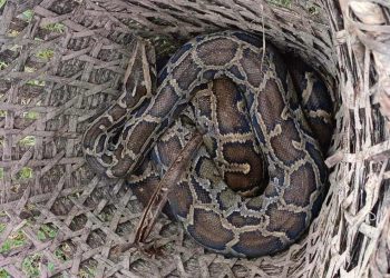 जरहिमा अजिङ्गर फेला पर्यो