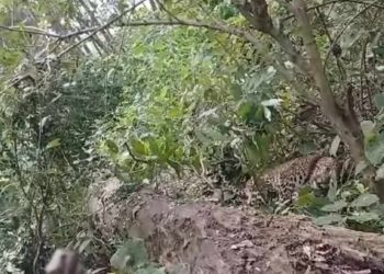 पासोमा परेर चितुवा घाइते