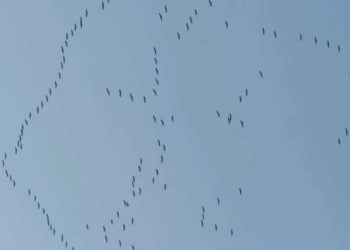 जाडो छल्न भारततिर बसाइँ सरिरहेका कर्‍याङकुरुङ सारस चरा