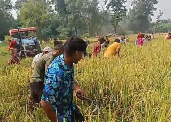 अतिक्रमण क्षेत्रको धान काटेर आम्दानी गर्दै मन्द्रेनिया सामुदायिक बन