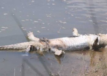 घडियाल गोही कैलालीमा मृत फेला