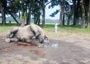 निकुञ्जमा एक हात्ती मृत फेला