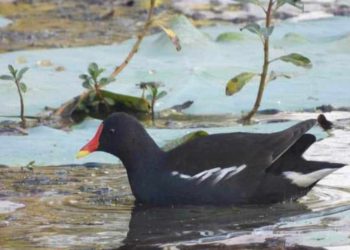 घोडाघोडी लगायत कैलाली जिल्लाका सिमसारमा आगन्तुक चराको चहलपहल बढ्दै