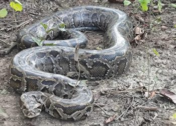 शान्तिपुरस्थित फेला परेको बर्मी जातको अजिङ्गरको आज उद्धार