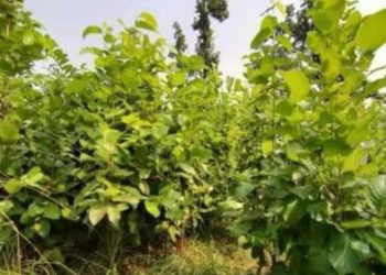 आपसी विवादका कारण गौरीगङ्गा साझेदारी वन कार्यान्वयनमा समस्या