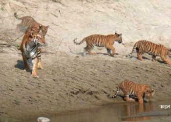 हरेक बर्ष जस्तै यो बर्ष पनि डमरु हुर्काउन बसन्ता वनमा पुग्यो पाटे बाघ